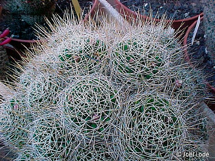 Mammillaria decipiens albescens JLcoll.2506